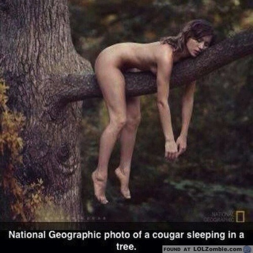 Name:  cougar-tree.jpg
Views: 515
Size:  56.9 KB
