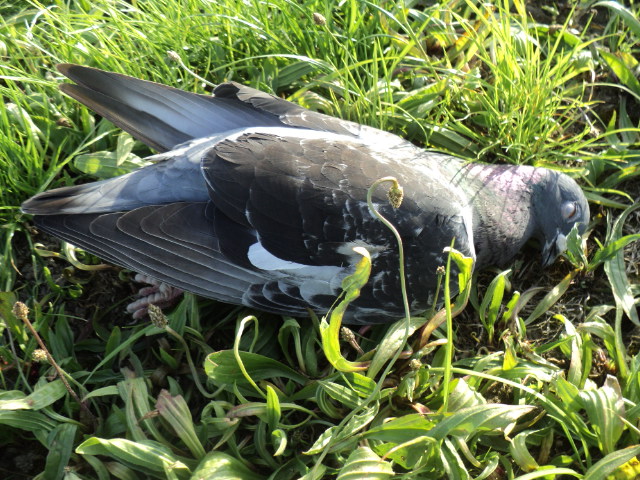 Name:  picture 9750.jpg
Views: 550
Size:  164.9 KB