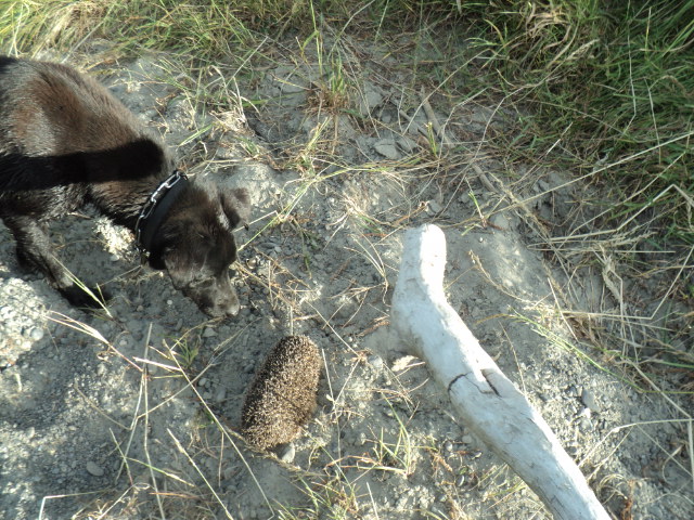 Name:  picture 9868.jpg
Views: 711
Size:  163.6 KB