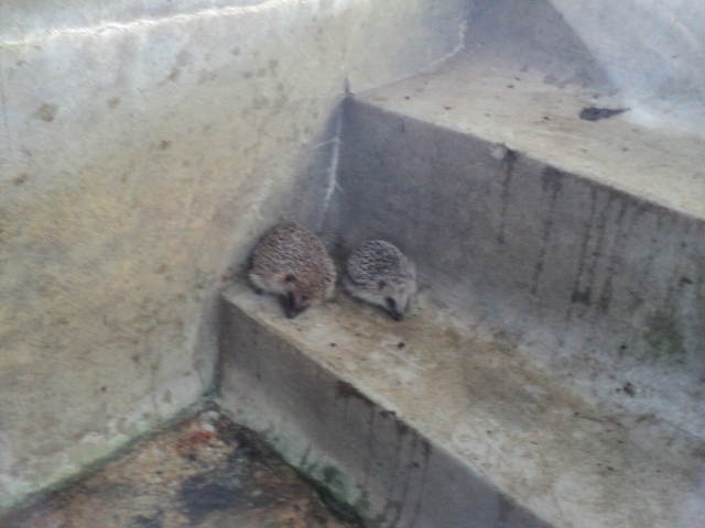 Name:  picture 10004.jpg
Views: 894
Size:  165.0 KB
