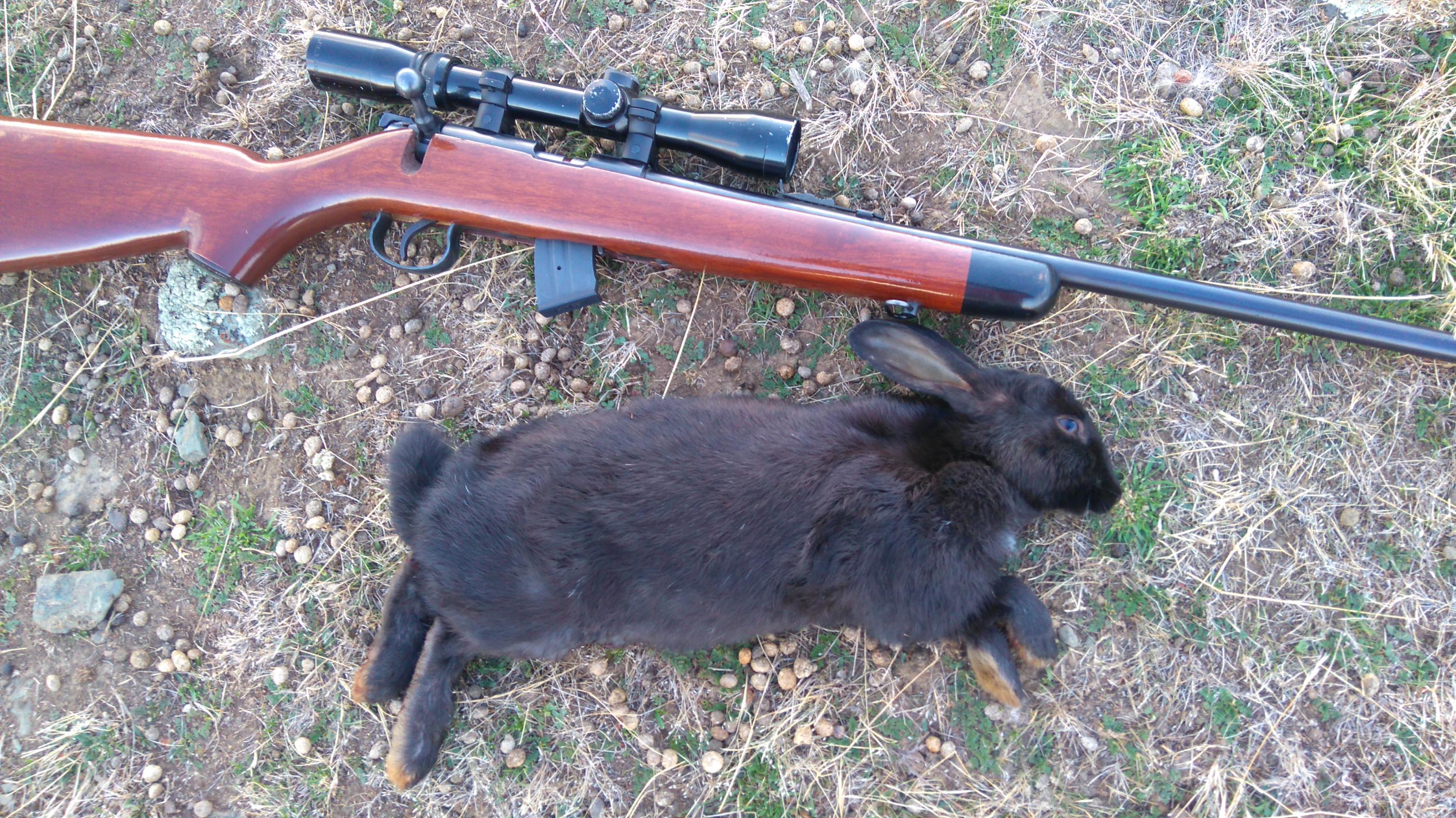 Name:  black rabbit.jpg
Views: 719
Size:  1.06 MB