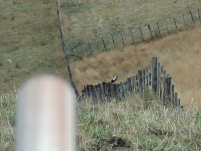 Name:  picture 1048.jpg
Views: 475
Size:  163.3 KB