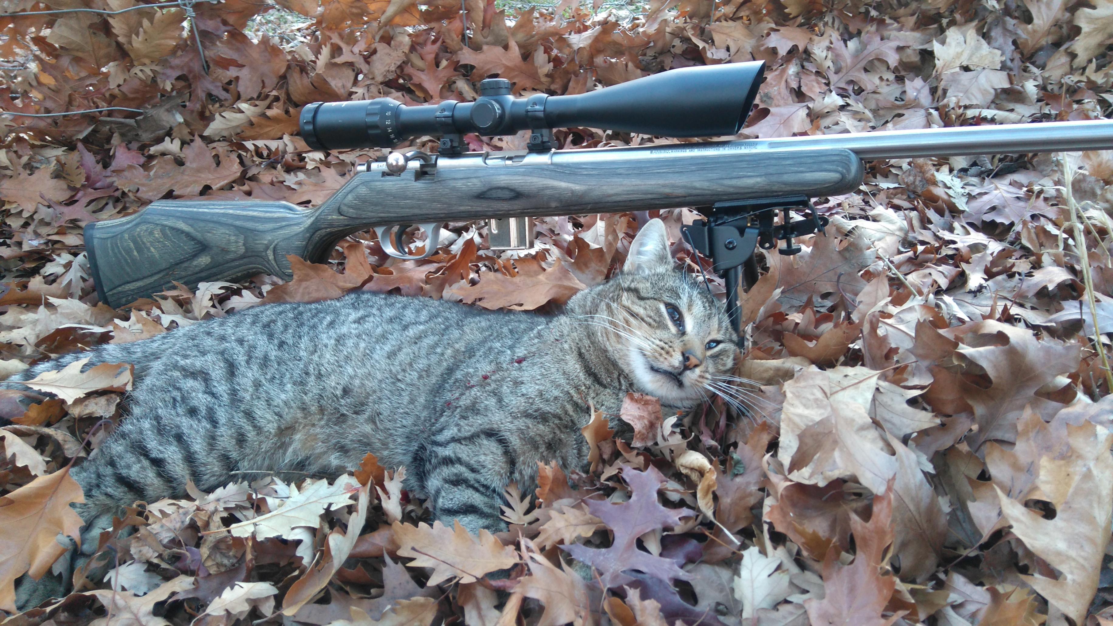Name:  big tom 2.jpg
Views: 529
Size:  1,012.3 KB