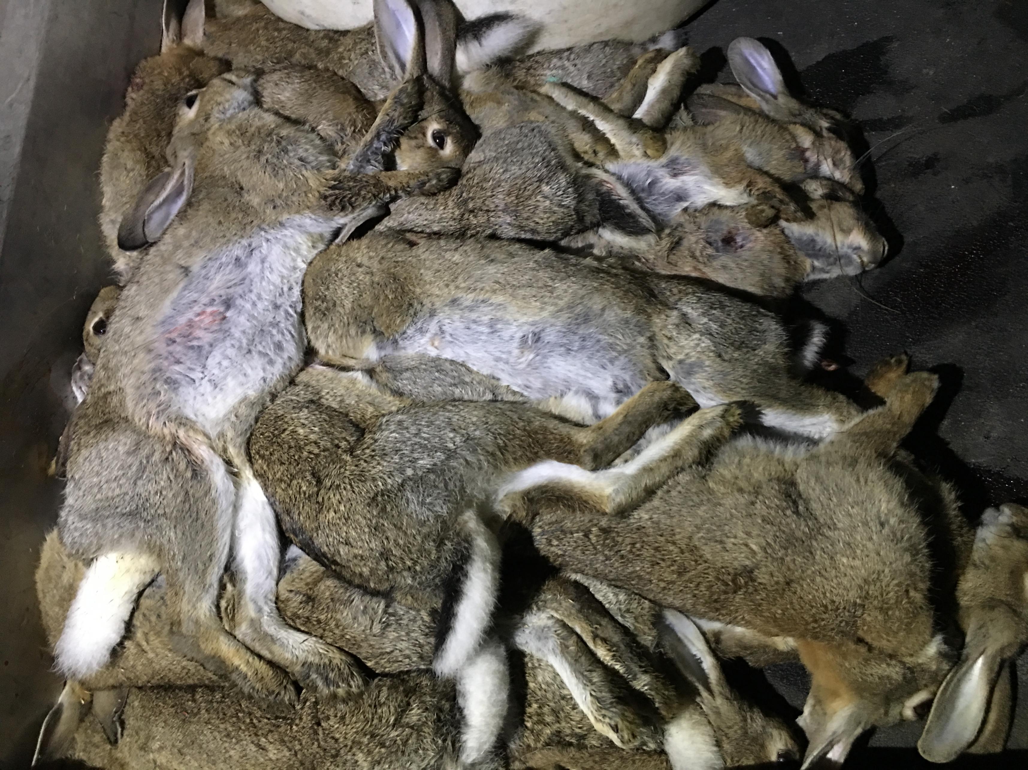 Name:  Perry Bunnies 2017.jpg
Views: 399
Size:  1.03 MB