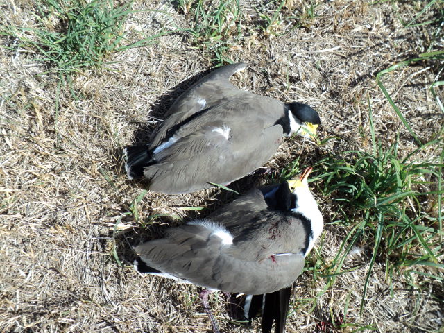 Name:  picture 1086.jpg
Views: 251
Size:  164.4 KB