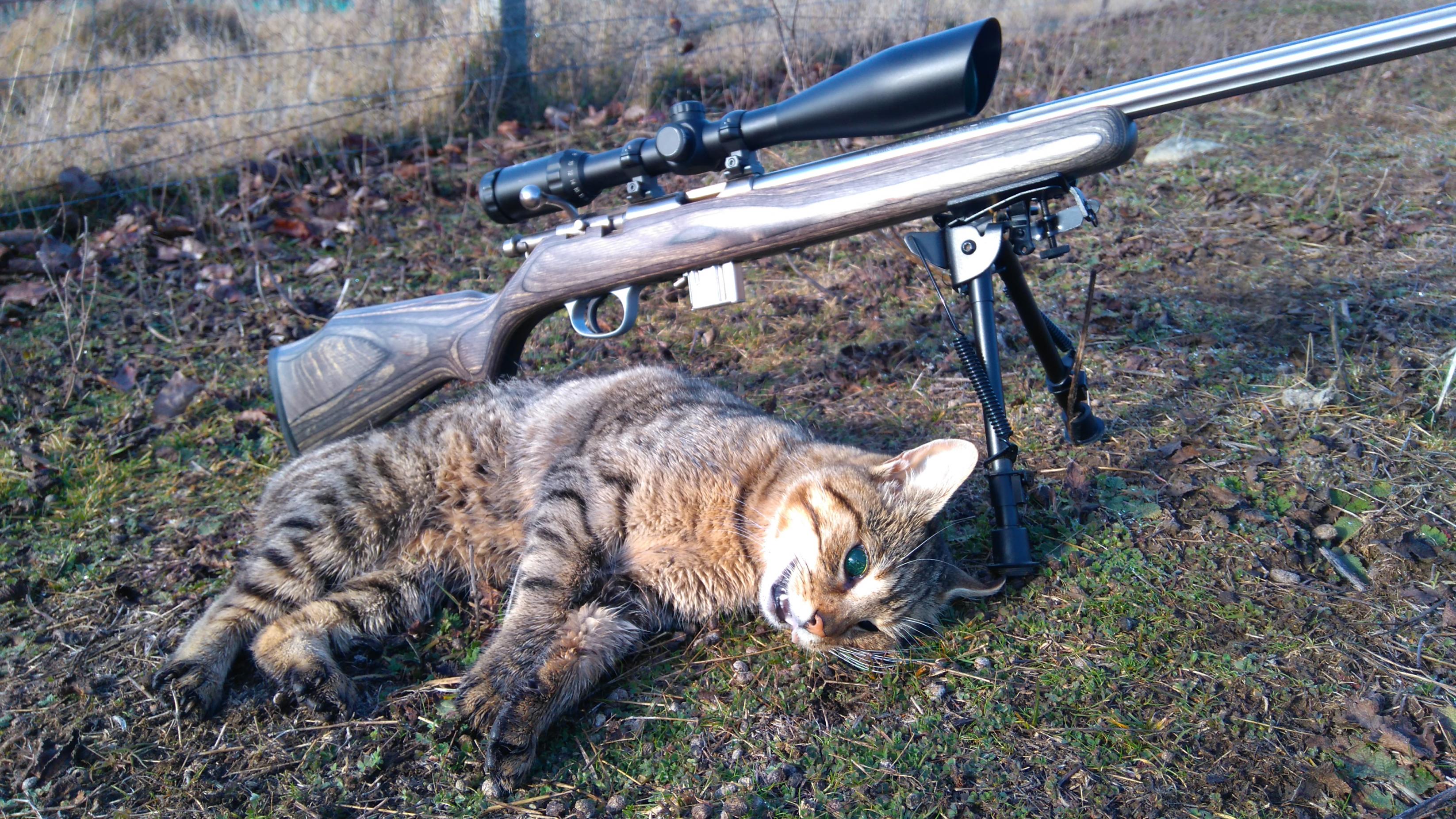 Name:  17 v pussy.jpg
Views: 414
Size:  1.04 MB