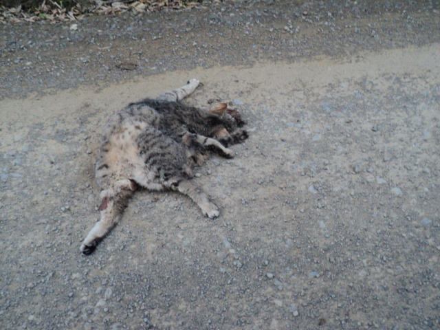 Name:  picture 705.jpg
Views: 450
Size:  162.8 KB