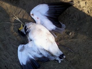 Name:  mail.google.com.jpeg
Views: 323
Size:  13.3 KB