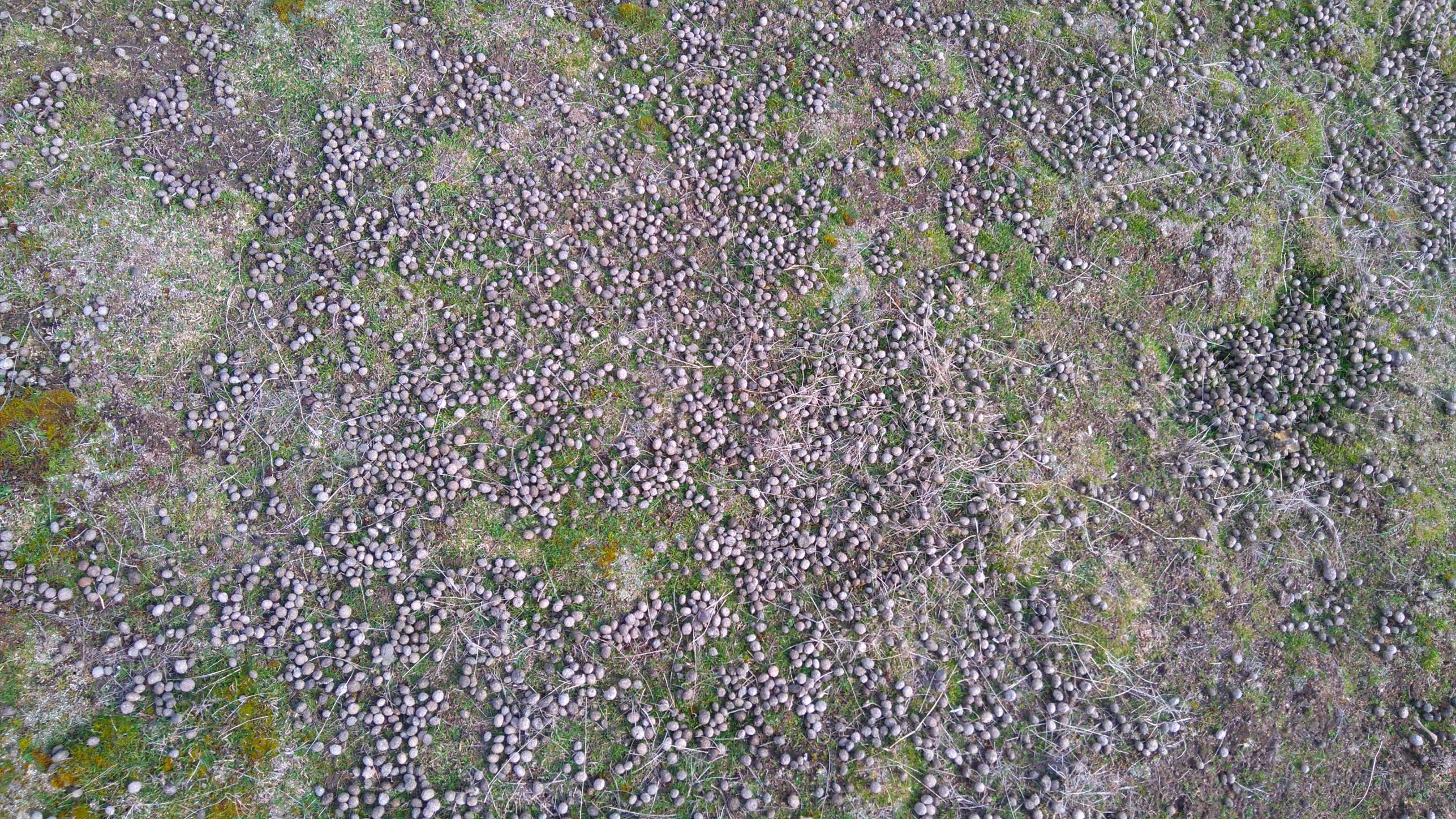 Name:  rabbit poo.jpg
Views: 477
Size:  1.16 MB