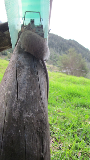 Name:  IMG_2542 2.JPG
Views: 432
Size:  250.3 KB