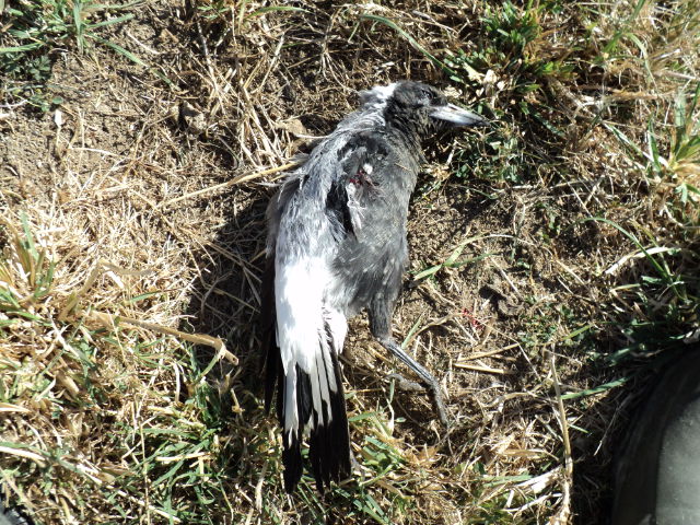 Name:  picture 1195.jpg
Views: 248
Size:  164.7 KB