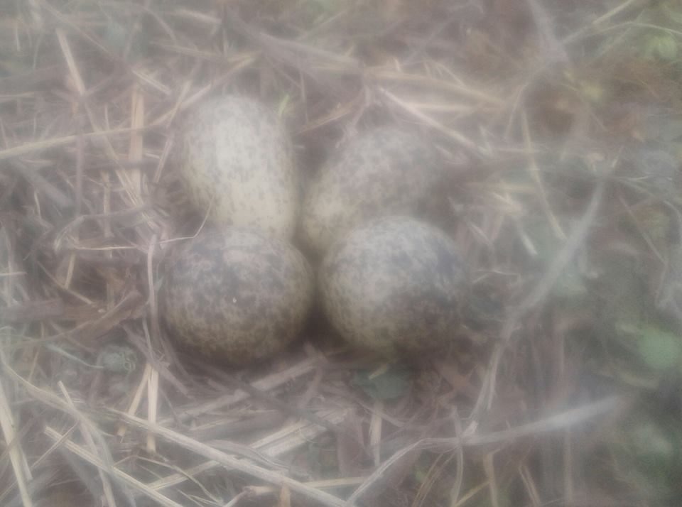 Name:  plovereggs.jpg
Views: 376
Size:  54.2 KB