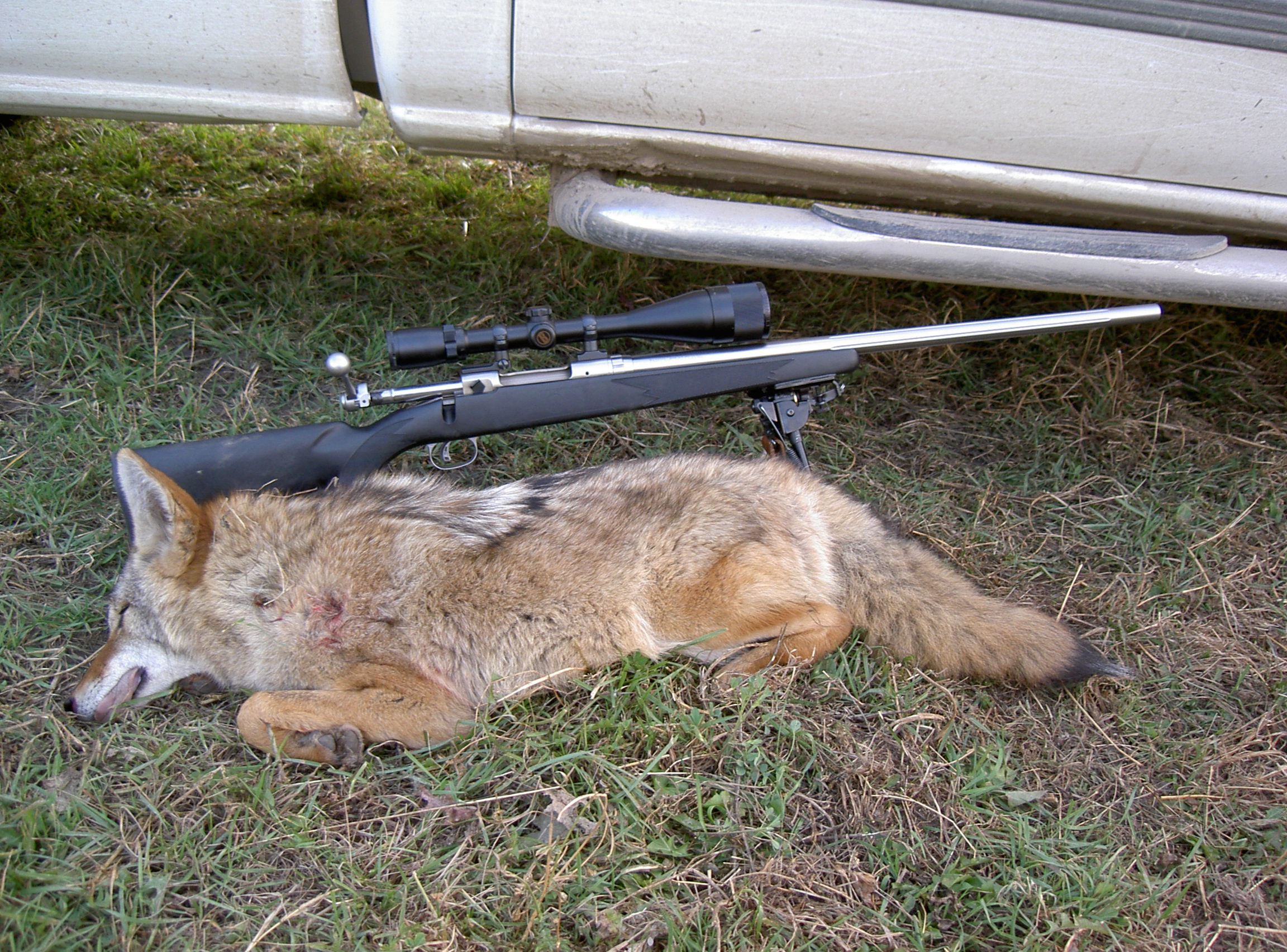 Name:  fall Coyote.jpg
Views: 987
Size:  944.8 KB