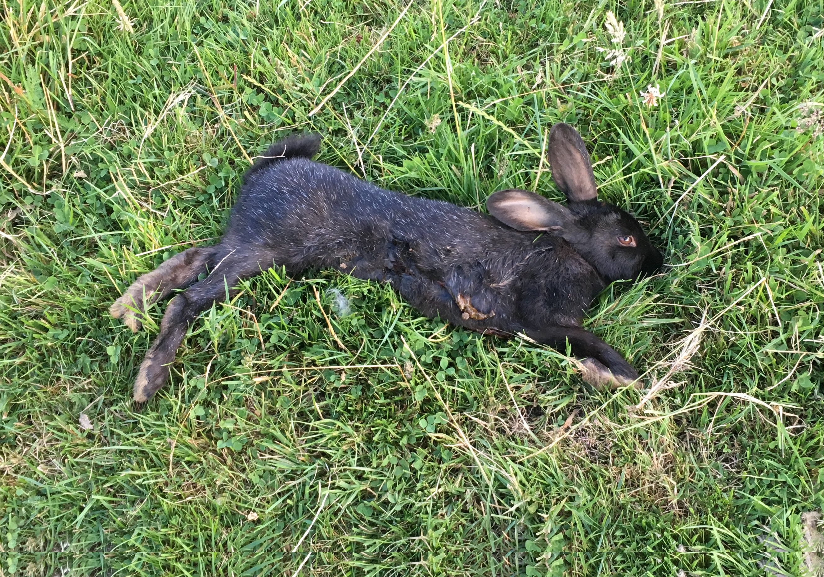 Name:  black bunny.jpg
Views: 691
Size:  2.45 MB