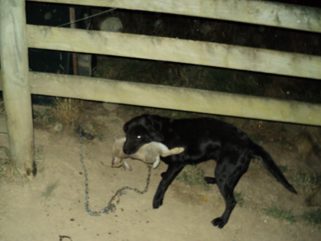 Name:  picture 1317.jpg
Views: 393
Size:  164.2 KB
