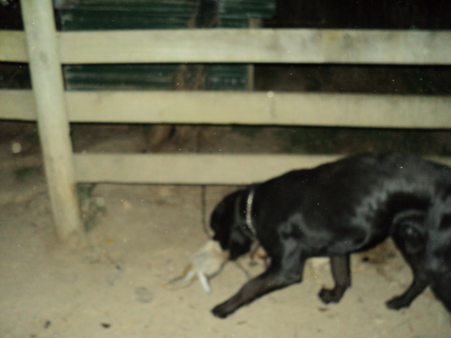Name:  picture 1318.jpg
Views: 390
Size:  164.7 KB