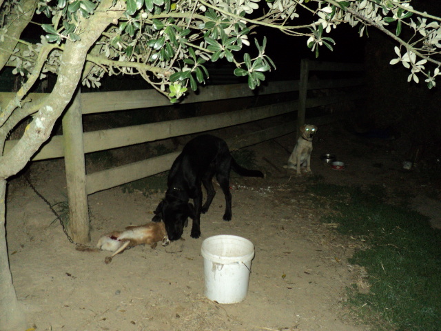 Name:  picture 1367.jpg
Views: 493
Size:  163.8 KB
