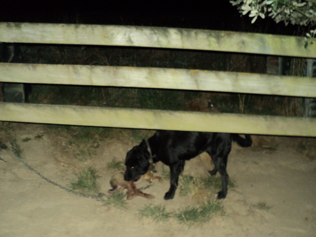 Name:  picture 1366.jpg
Views: 490
Size:  165.2 KB