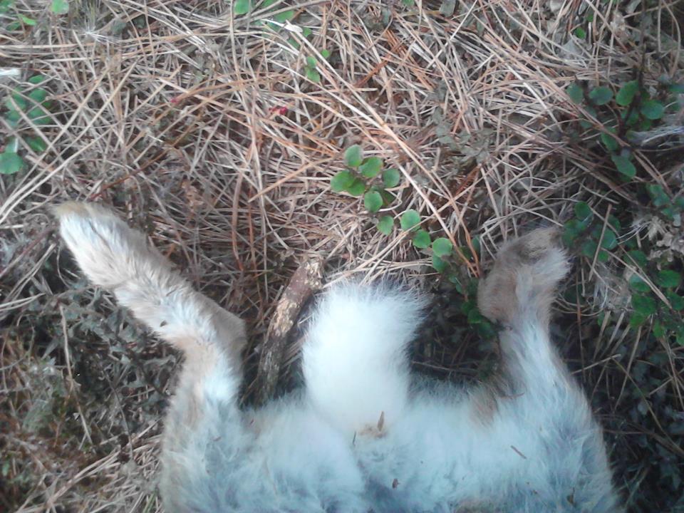 Name:  bunnylunch2.jpg
Views: 513
Size:  125.7 KB