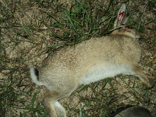 Name:  picture 1370.jpg
Views: 431
Size:  164.2 KB