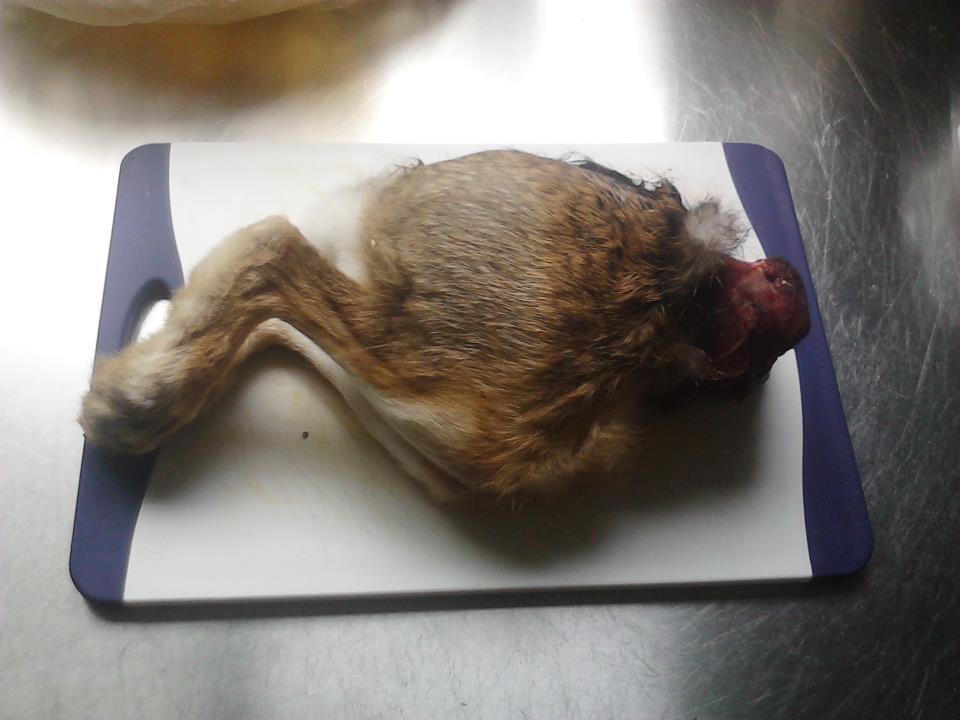 Name:  haredinner.jpg
Views: 570
Size:  59.3 KB
