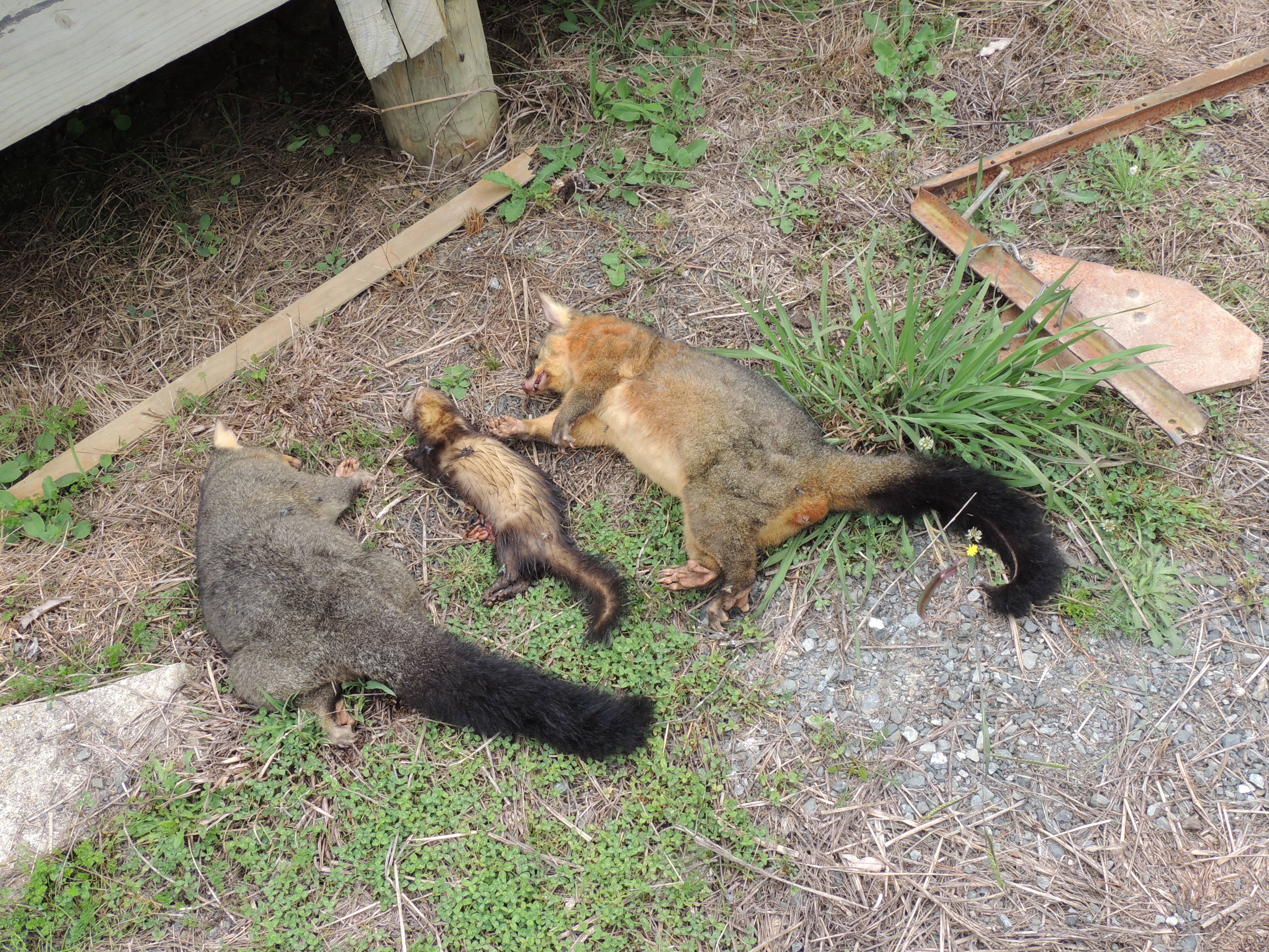 Name:  Critters.JPG
Views: 434
Size:  5.12 MB
