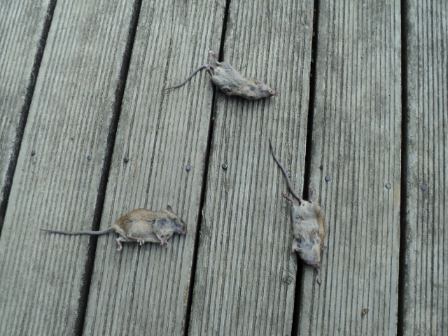Name:  picture 1387.jpg
Views: 509
Size:  165.2 KB