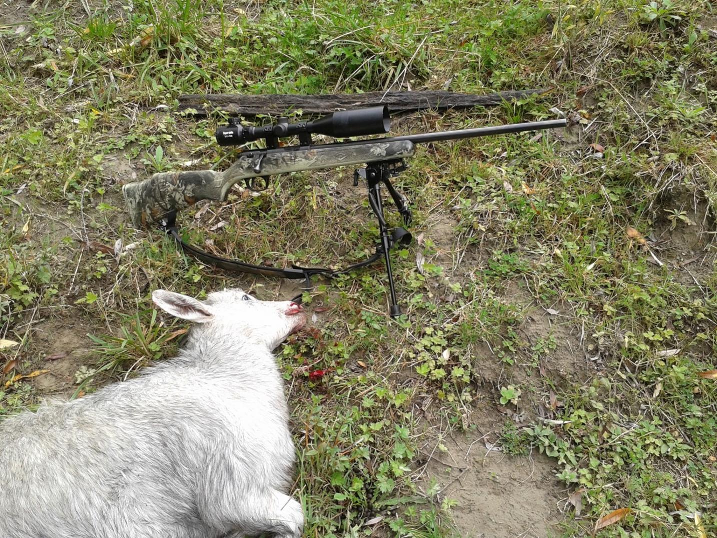 Name:  Goat.jpg
Views: 513
Size:  442.8 KB