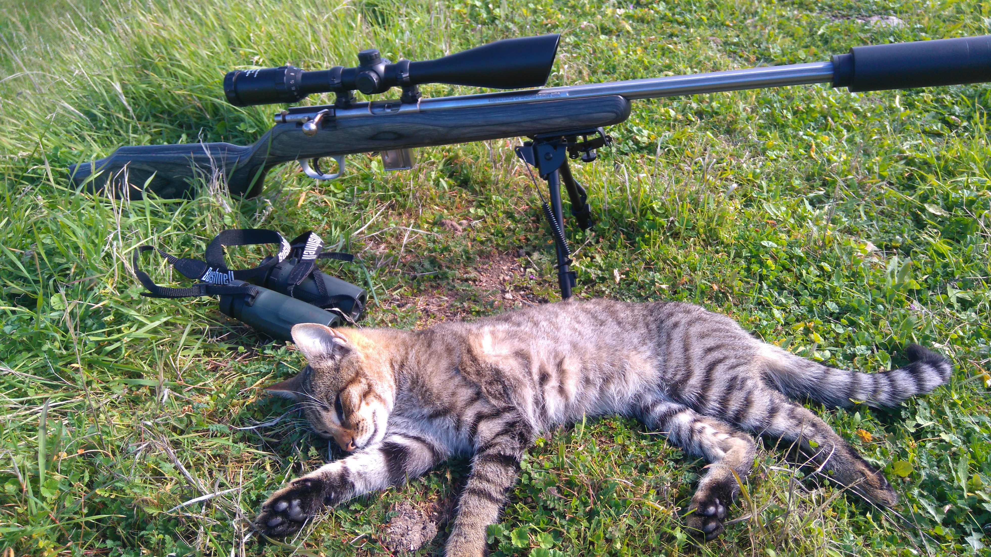 Name:  cat.JPG
Views: 389
Size:  5.20 MB