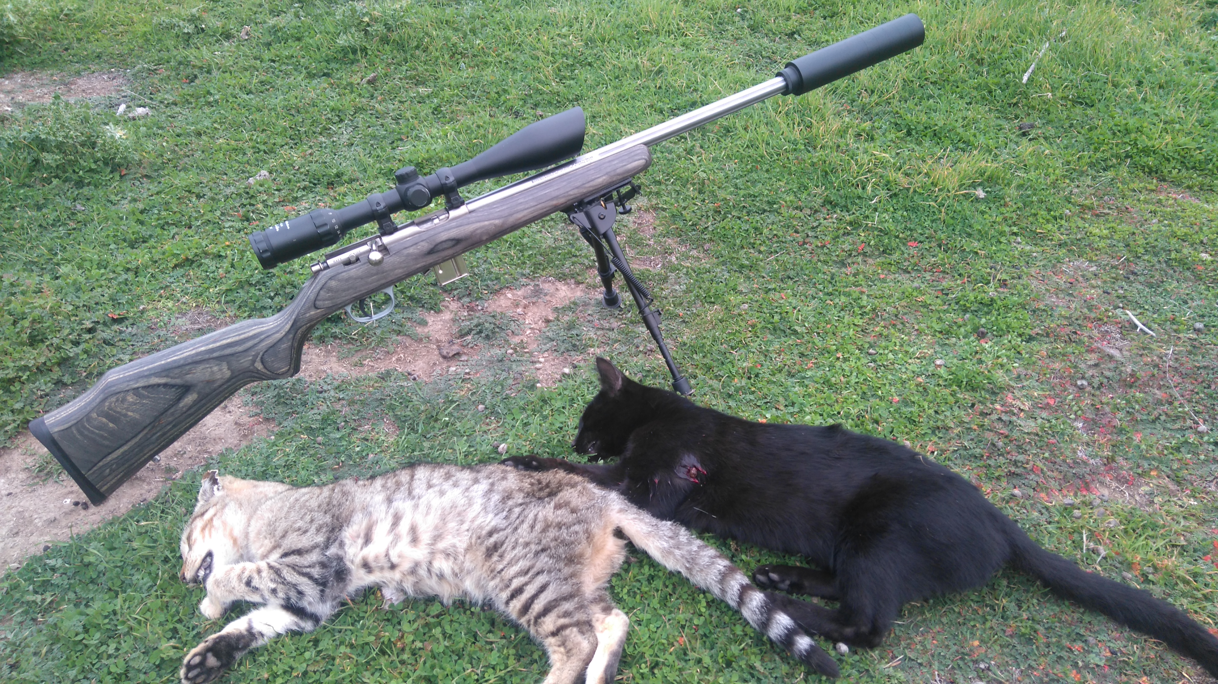 Name:  two cats.JPG
Views: 1699
Size:  4.57 MB