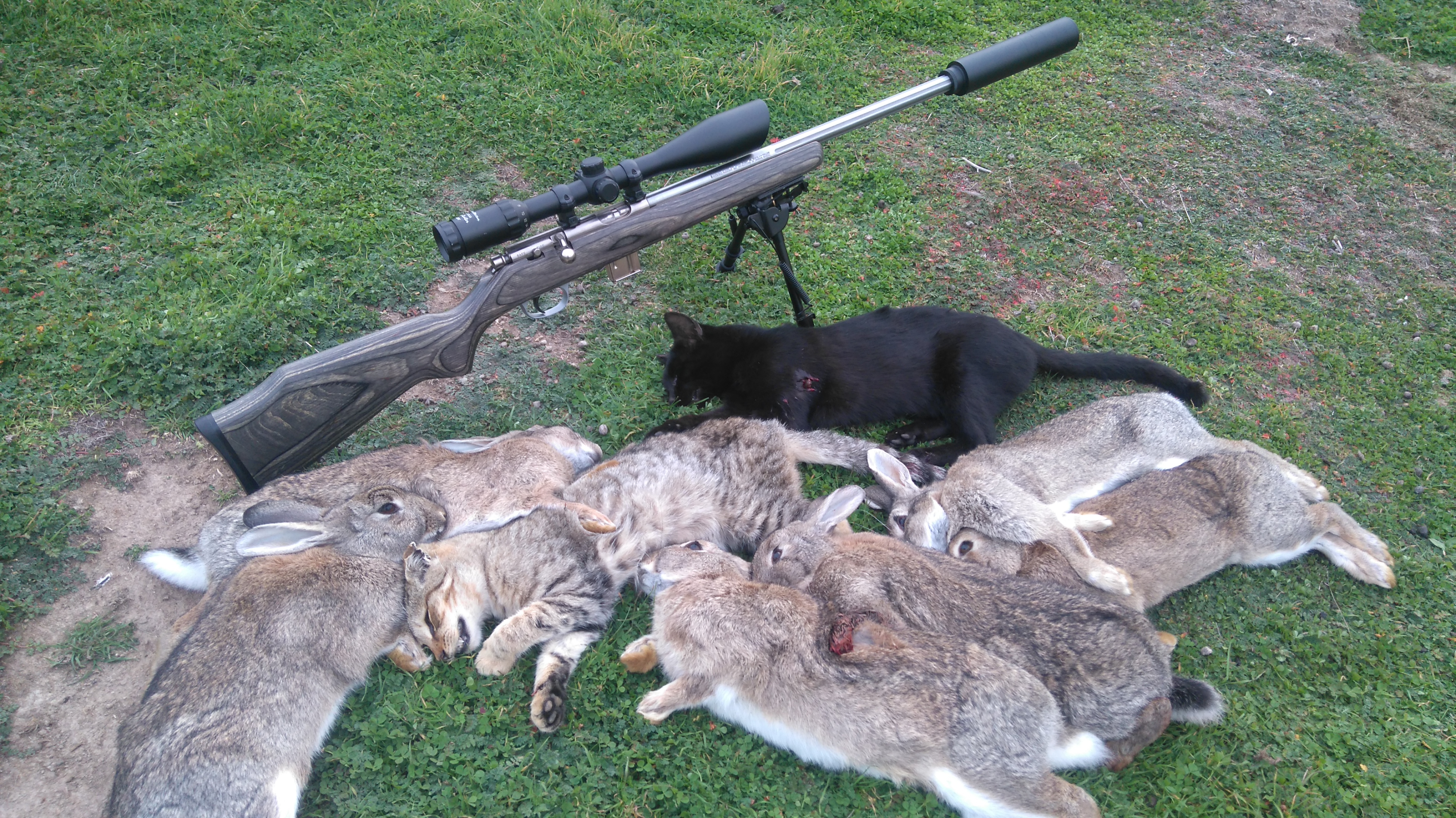 Name:  cats and rabbits.JPG
Views: 683
Size:  4.75 MB