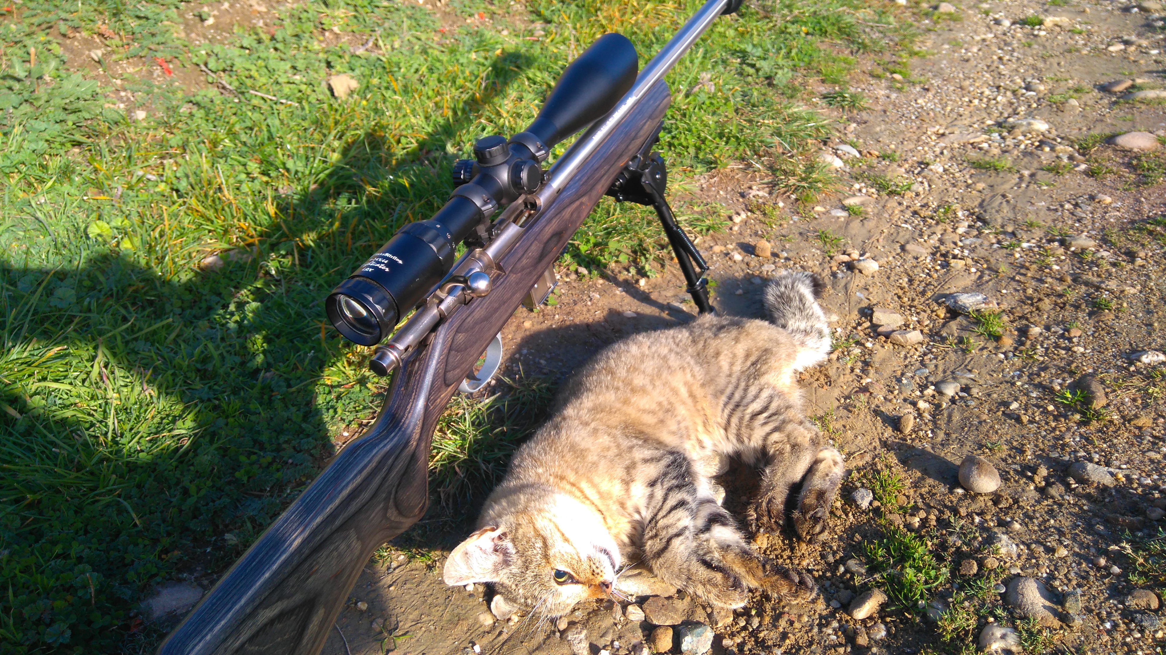 Name:  drive way cat.JPG
Views: 458
Size:  4.59 MB