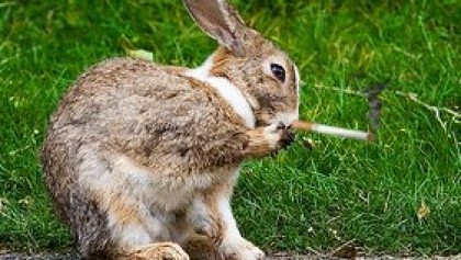 Name:  smoking-bunny2-e1270520916214.jpg
Views: 324
Size:  46.6 KB