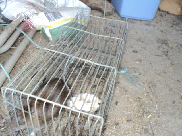 Name:  picture 01 965.jpg
Views: 273
Size:  163.0 KB