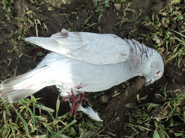Name:  picture 01 1128.jpg
Views: 605
Size:  163.9 KB