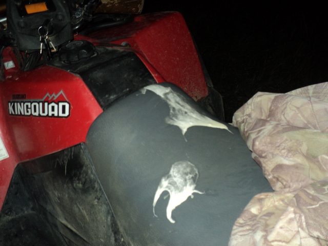 Name:  picture 01 1168.jpg
Views: 540
Size:  160.2 KB