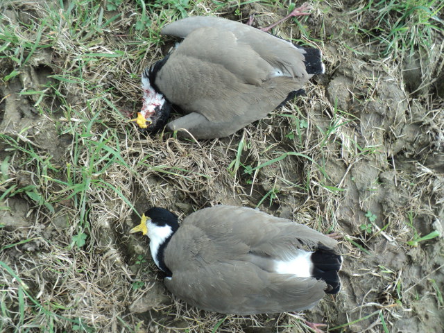 Name:  picture 01 1292.jpg
Views: 368
Size:  165.3 KB