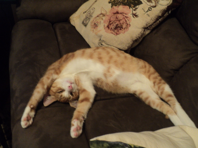 Name:  picture 01 1325.jpg
Views: 312
Size:  162.7 KB