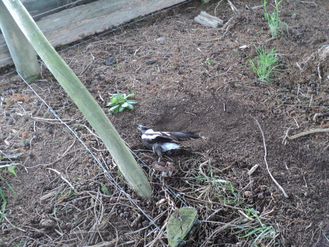 Name:  picture 01 1371.jpg
Views: 295
Size:  164.7 KB
