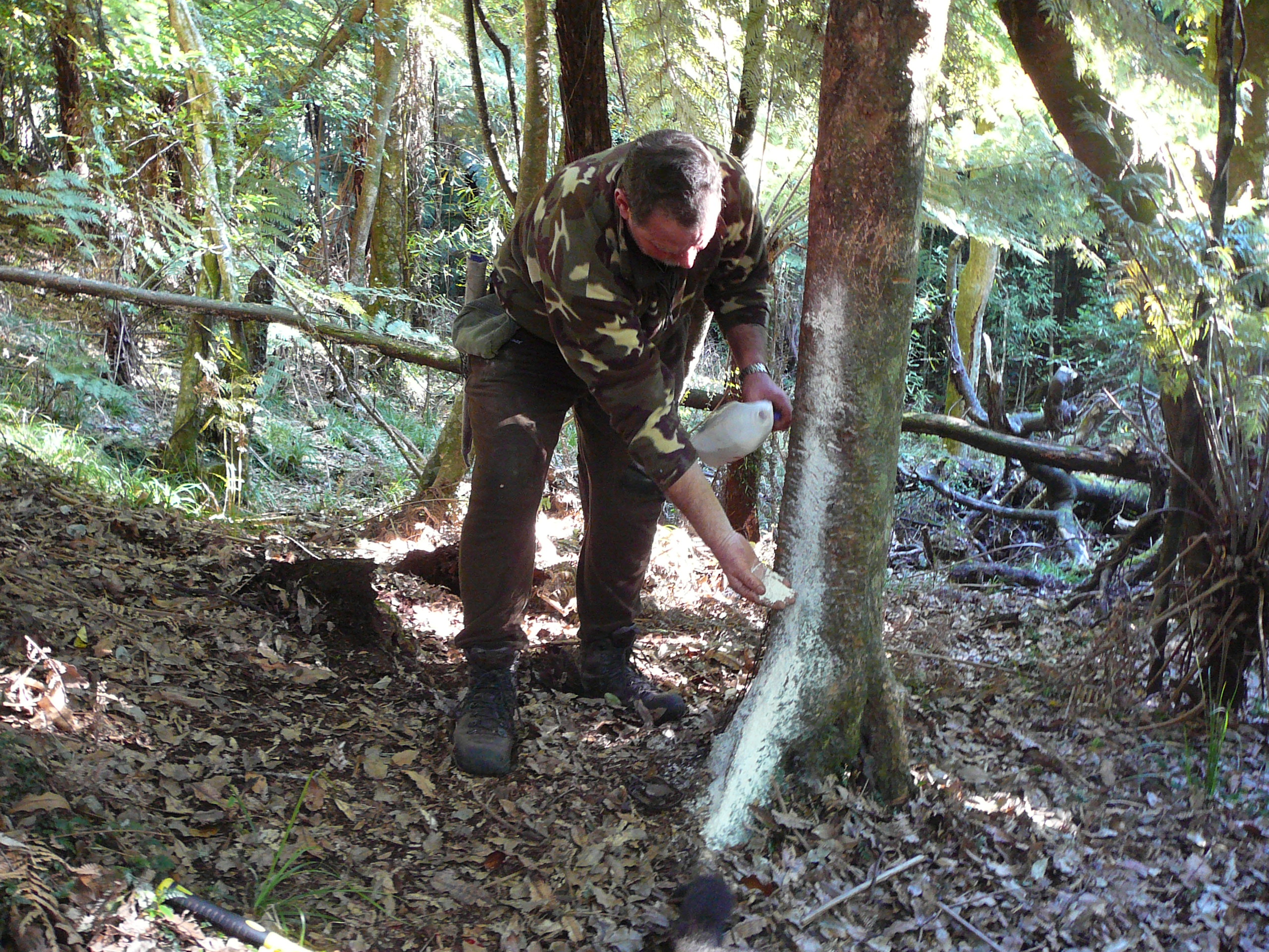 Name:  Tree lure .jpg
Views: 481
Size:  1.71 MB