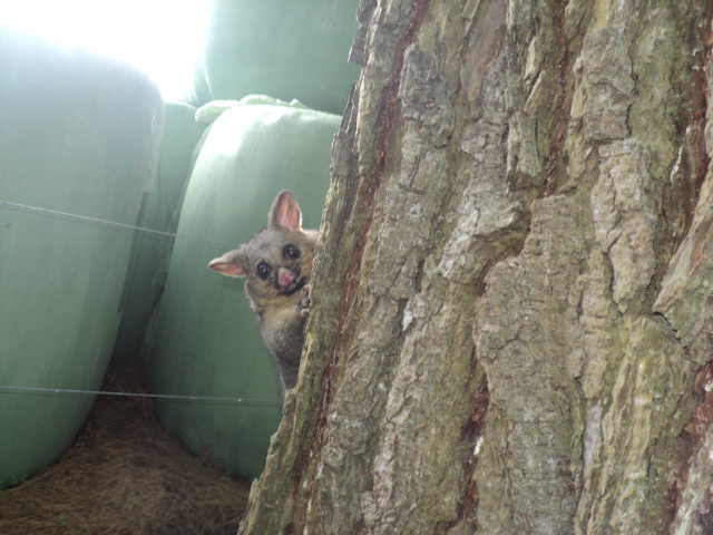 Name:  picture 01 1510.jpg
Views: 354
Size:  164.3 KB