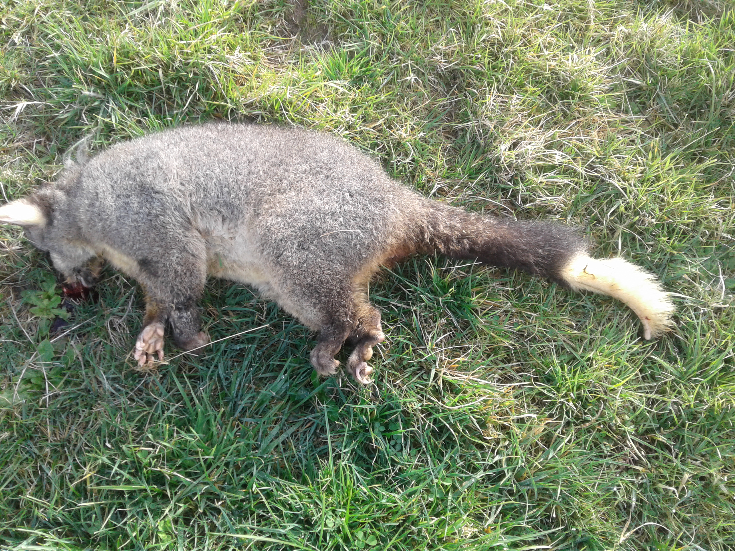 Name:  white tail 1.jpg
Views: 700
Size:  3.85 MB