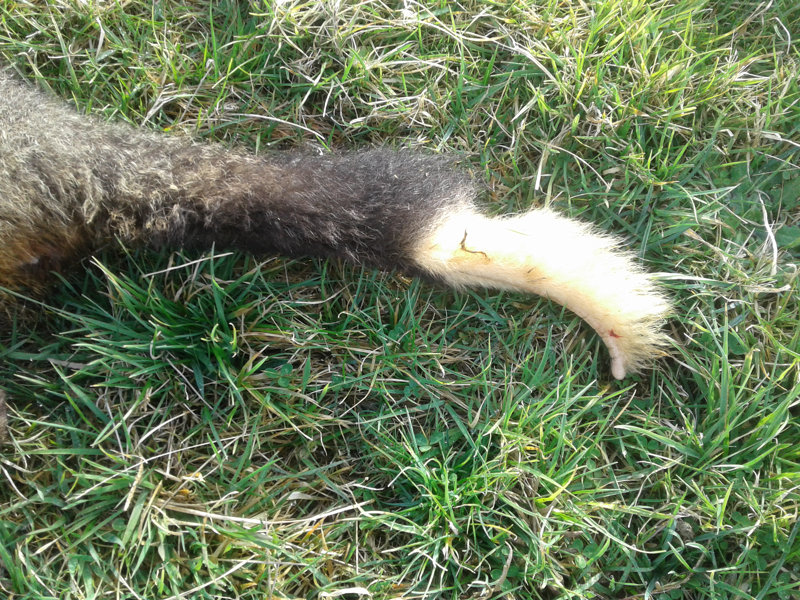 Name:  white tail 2.jpg
Views: 514
Size:  3.48 MB