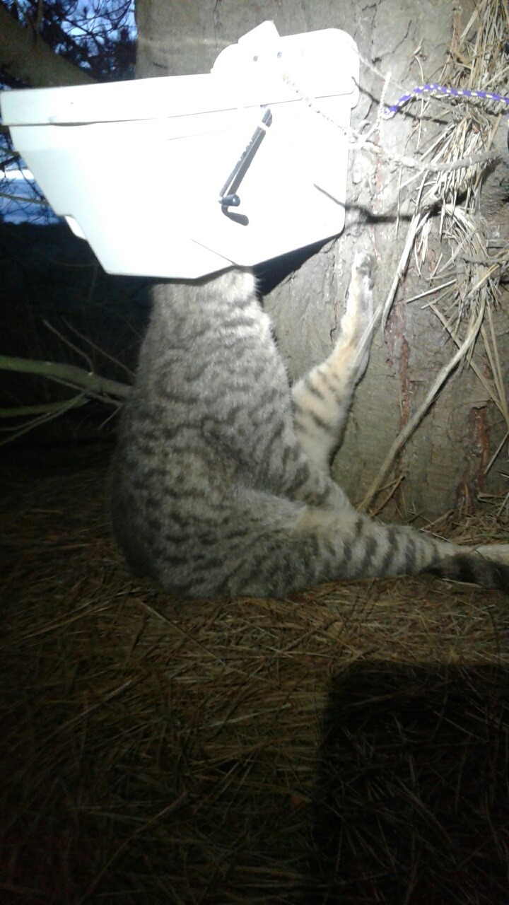 Name:  feral cat.jpg
Views: 461
Size:  201.0 KB