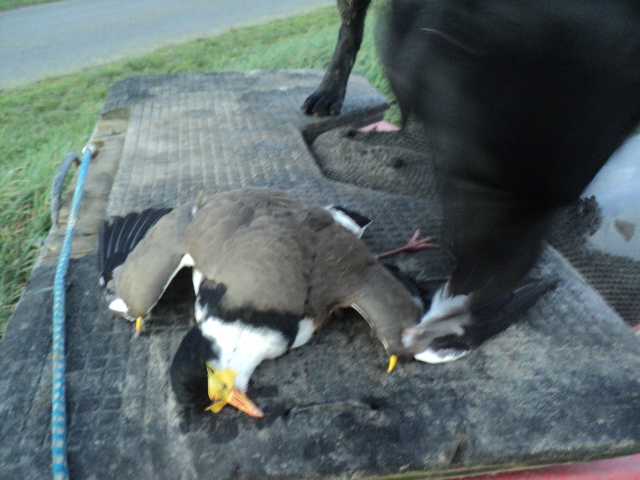 Name:  picture 01 1596.jpg
Views: 316
Size:  164.8 KB