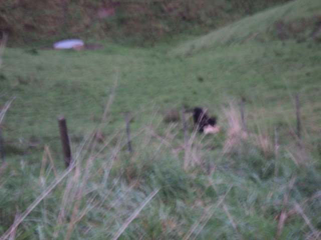 Name:  picture 01 1691.jpg
Views: 755
Size:  161.3 KB