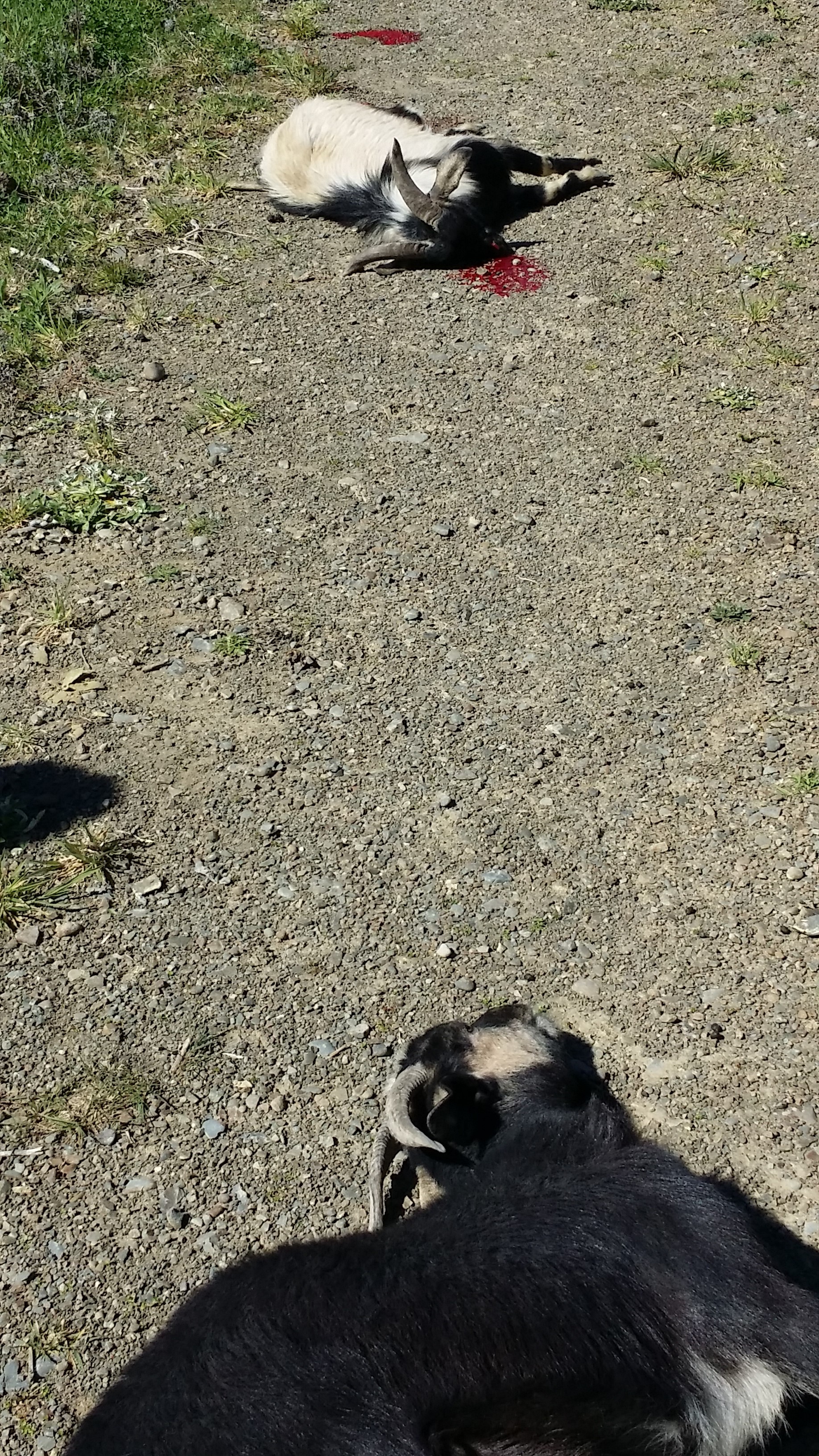 Name:  20180910_132330.jpg
Views: 462
Size:  2.53 MB
