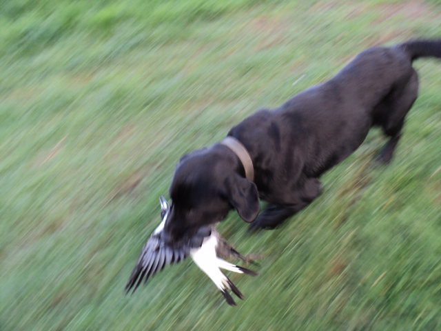 Name:  picture 1620.jpg
Views: 349
Size:  164.4 KB