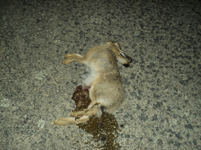 Name:  picture 01 2064.jpg
Views: 455
Size:  165.0 KB