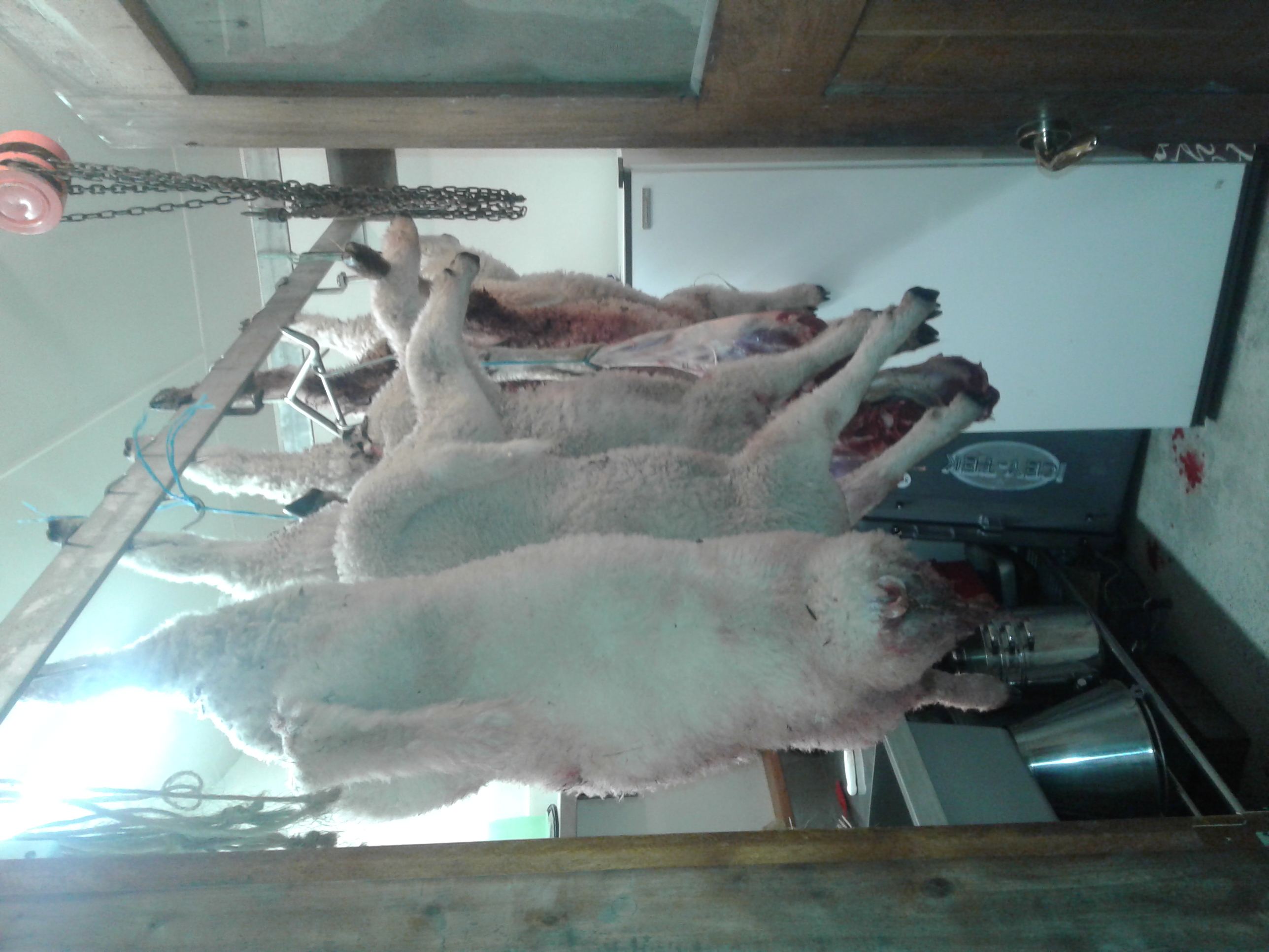 Name:  lambs.jpg
Views: 366
Size:  1.21 MB
